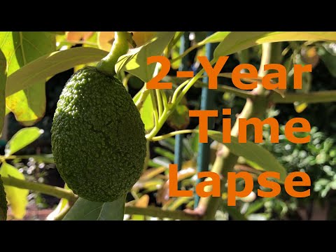 2-Year Time Lapse of Avocado Trees Growing and Fruiting