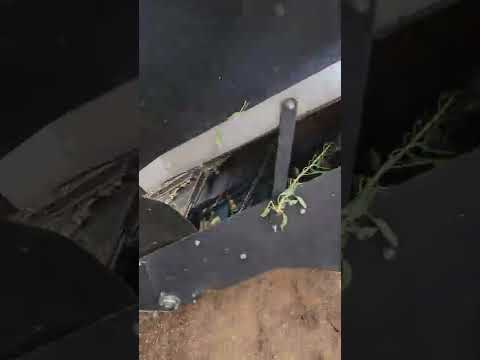 Almond Shaking the Tenias Way