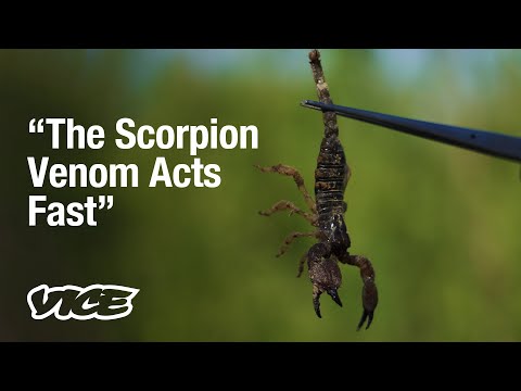 Smoking Scorpions in Pakistan