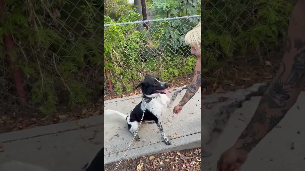 Enlarge Oreo, a Adoptable mixed breed in Whittier, CA video 6/6