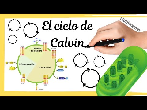 The Calvin-Benson Cycle - [Step by step with review and final summary]