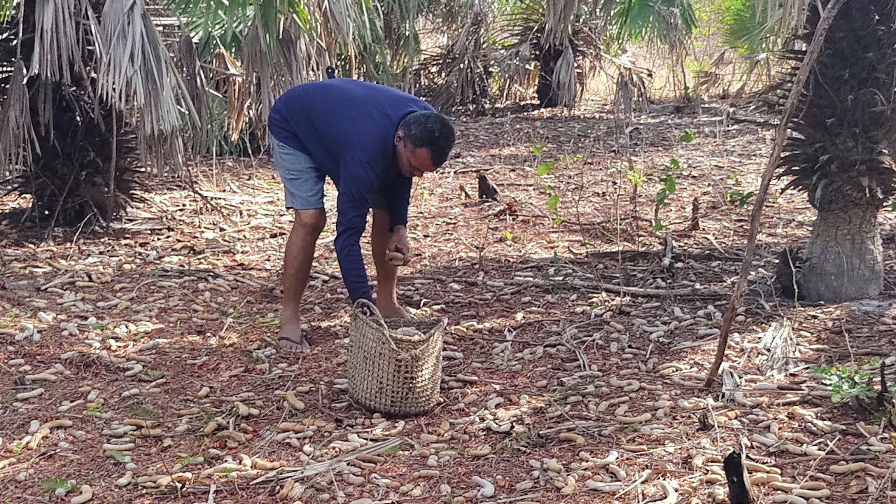 FOMOS PRA ROÇA FAZER A COLHEITA DE TAMARINDO MAIOR SAFRA DO ANO JÁ VISTA