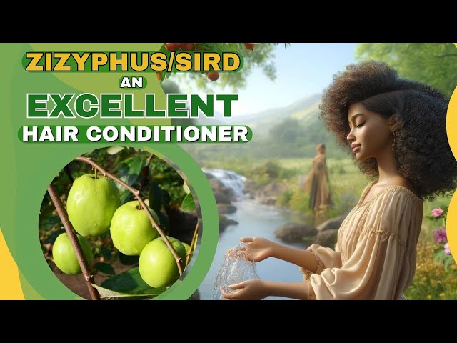Vídeo relacionado con SIDR / azufaifa en polvo - SIDR (JUJUBE) - 200 Gr Un polvo de plantas limpiador natural | Apto para todo tipo de cabello, incluido cabello fino, | 100% puro y natural (200 Gr)