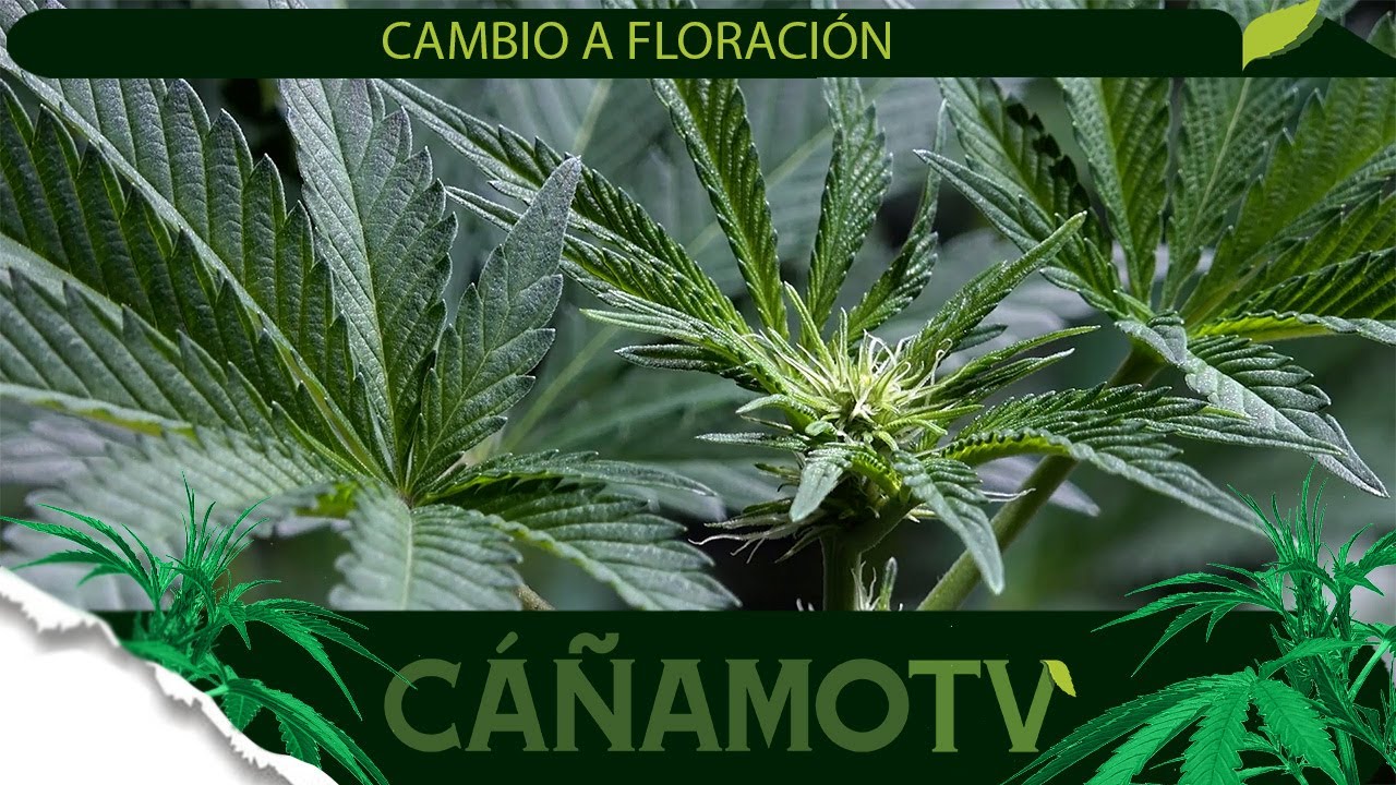 CAMBIO A FLORACIÓN: Todos los detalles 💡 ¡Y Mars Hydro Black Friday!