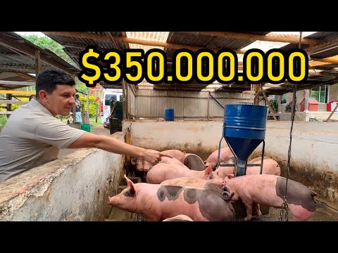 Finca PRODUCTIVA autosostenible en VERSALLES Valle en VENTA 350M