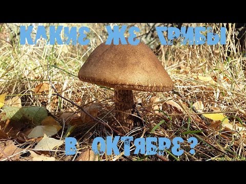 Какие же грибы в октябре?