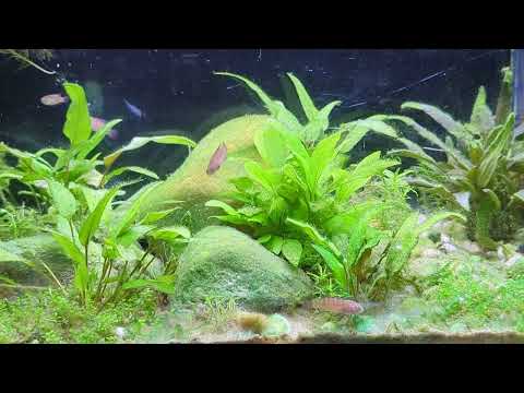 Dario spec. Black Tiger