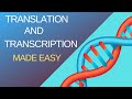 Basic Steps of Translation and Transcription