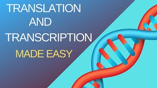 Basic Steps of Translation and Transcription