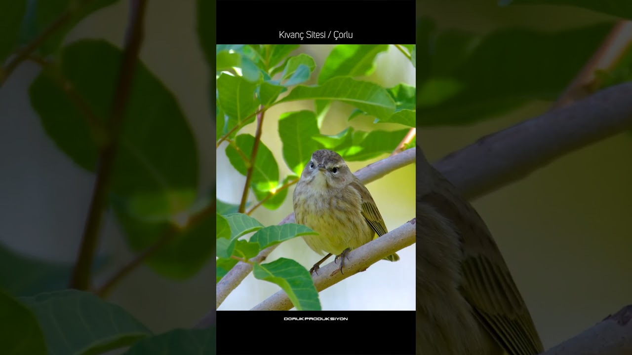 ÇORLU DRONE ÇEKİMİ / KIVANÇ SİTESİ ÇORLU