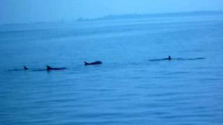 preview picture of video 'Dolphin in Vonitsa bay - Ionian sea Greece'