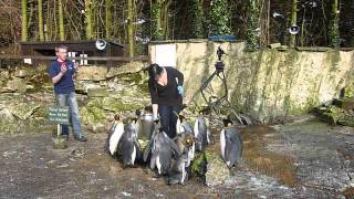 preview picture of video 'King and Humboldt Penguin Feeding at Birdland Park and Gardens - Part 2 of 4'