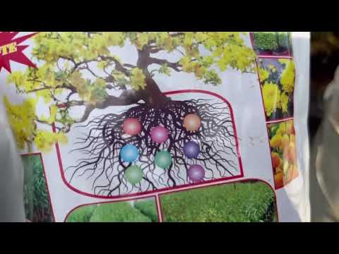 Siêu phục hồi cây mai si,0397142252 hoặc 0947873959