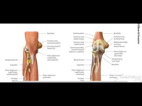 Flexor digitorum profundus 3