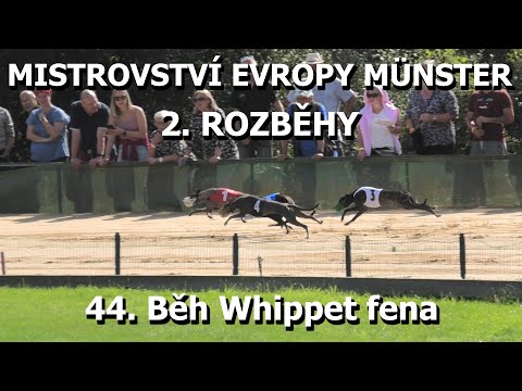 R2 - 44.Běh Whippet fena - Mistrovství Evropy Münster