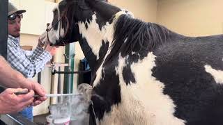 Episode 92 - Branding Our American Paint / Draft Horse Cross