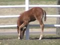 Horse Behavior: Foal Pawing 