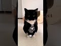 The Hidden Dangers Of Adopting A Tuxedo CAT Nobody Warns You About