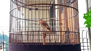 Download lagu Mongolian Lark | Burung Mongolian Lark | Burung Import mp3 Download lagu Mongolian Lark | Burung Mongolian Lark | Burung Import mp3