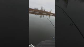 Клев рыбы на неделю в балаково