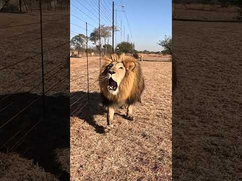 Crazy LION Roar Sounds like a Dinosaur! #cat #wildlife #dinosaur