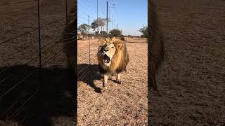 Crazy LION Roar Sounds like a Dinosaur! #cat #wildlife #dinosaur