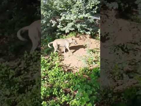 mostrar a vida simples na roça Salgueiro Pernambuco