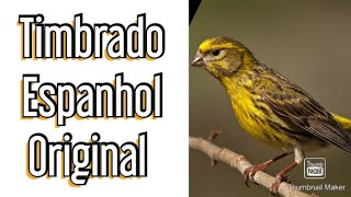 Download lagu POTENTE CANTO DO TIMBRADO ESPANHOL ORIGINAL PARA ENCARTE #canary mp3