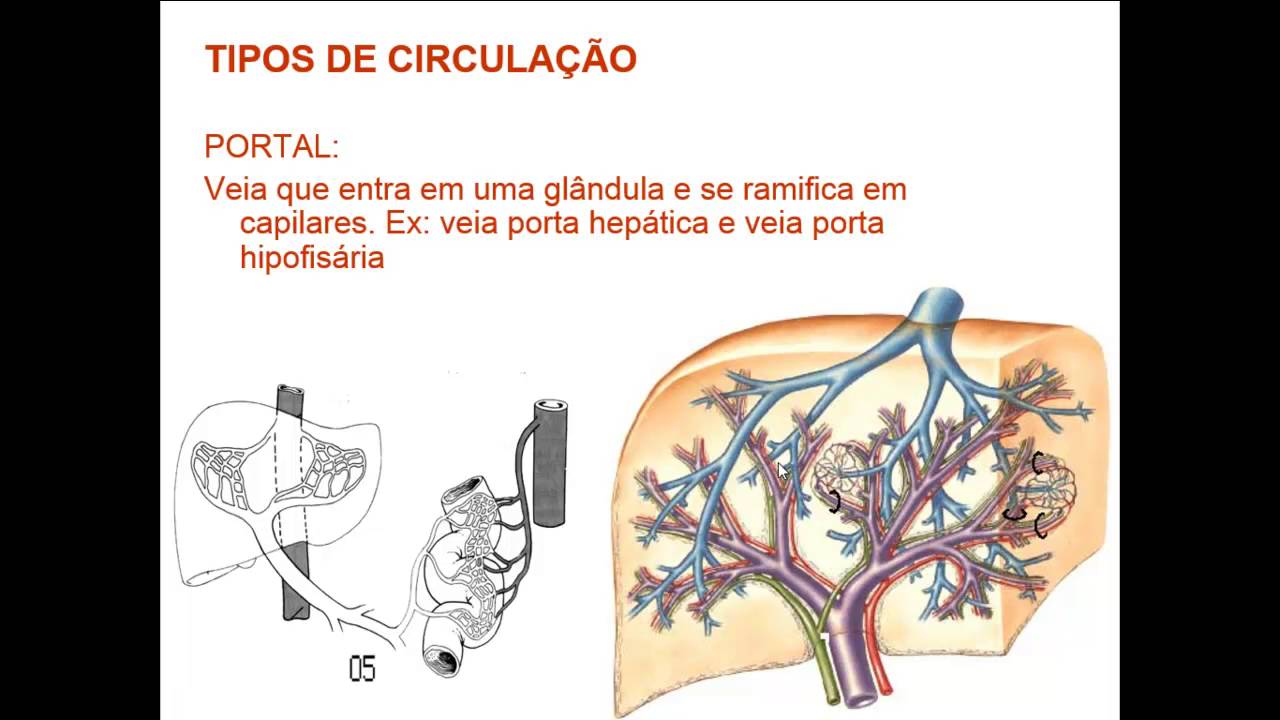 SISTEMA CIRCULATÓRIO - INTRODUÇÃO