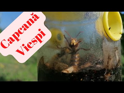 , title : 'Capcana insecte - Viespi'