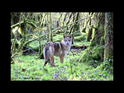 Les diablotins de Shokou