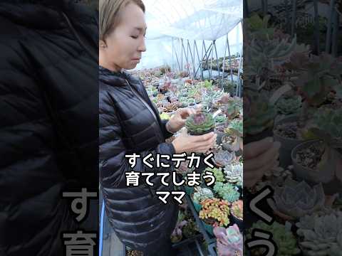 園芸 エケベリア 小型リュウゼツラン
