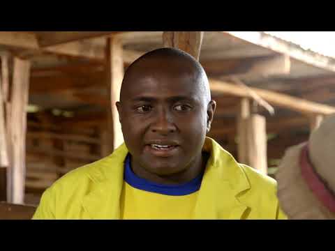Shamba Shape Up Sn 9 - Ep 1: Dairy Cows, Capsicum, Farm Transport (English)