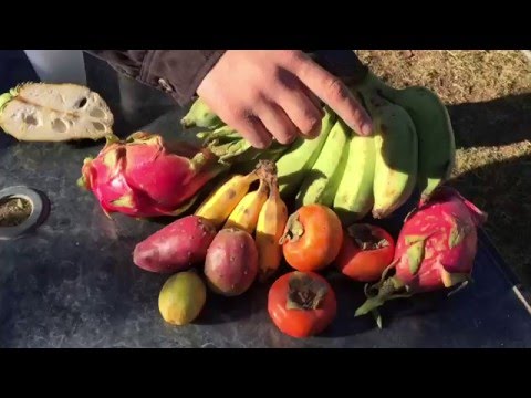 download lagu mp3 mp4 Tropical Fruit Seeds, download lagu Tropical Fruit Seeds gratis, unduh video klip Tropical Fruit Seeds