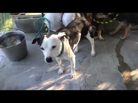 Porky, an adopted Shepherd Mix in Scranton, PA_image-1