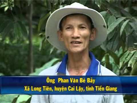 Xì Mũ Thối Trái Trên Cây Sầu Riêng