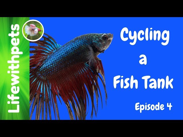 Cycling A Betta Fish Tank (Episode 4)