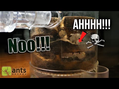 MISSING ANT COLONY?!