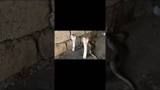 Snakes ?? That Attack And That ??Are Cooked?? At The Same Time ????