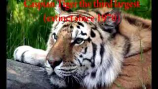 DON&#39;T LET IT DIE HURRICANE SMITH (EMBED)