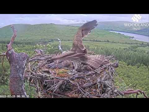 Funny frolics as Dorcha loses fish number two on the Loch Arkaig Osprey nest 25 Jul 2022
