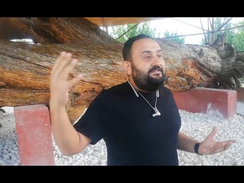 Osman Beyin Beşiğinin Bulunduğu Ağaç