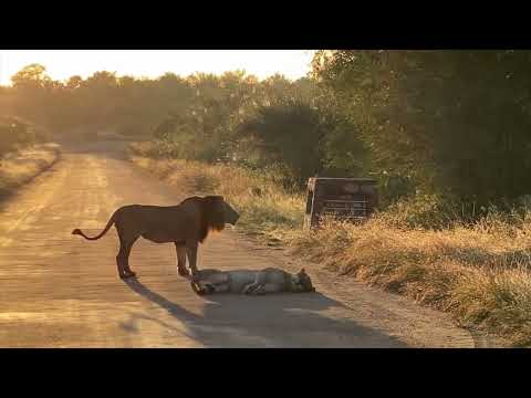 Lions mating and roaring rainbow 1