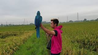 Download lagu Burung macaw lepas. Eeehh taunya ??? mp3