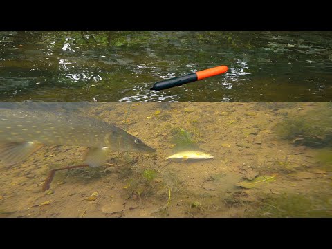 You MUST WATCH This Video If You Bait Fish For Pike!