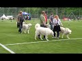 Kuvasz - Kuvasz ösztönpróba, Gödöll? Hungarian National Breeds World Cup 