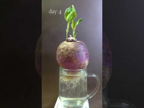 1 month Time lapse , turnip in water blooming