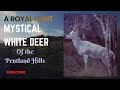 Robert the Bruce Hunts a Mystical White Deer