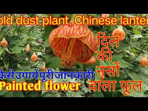 Red vein flowering maple, Tiger's Eye abutilon, Chinese lantern, Gold dust flower, Painted flower.