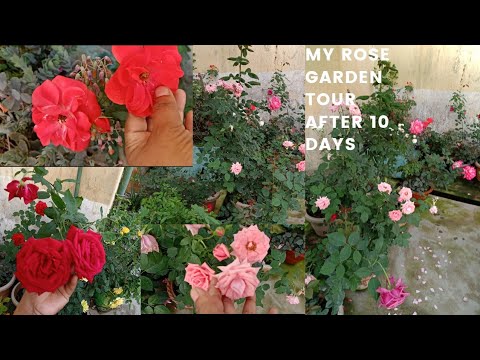 My Rose Garden Tour after 10 days ||Fahmida's Gardening